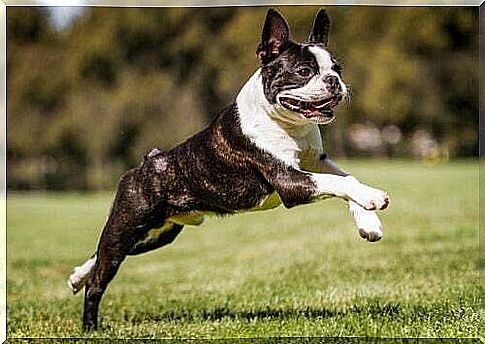 Boston terrier jumping.