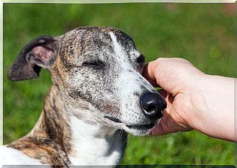 Hand stroking a greyhound.  Cleaner dog breeds.