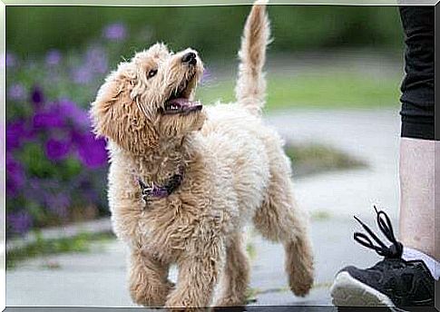 Labradoodle with the master.  Clean dog breeds.