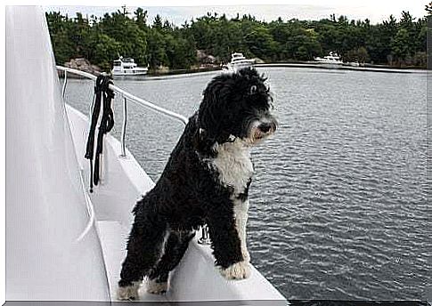 Dog on a boat.