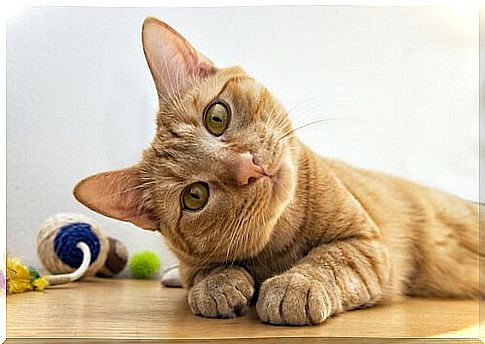 What are the smartest cat breeds?