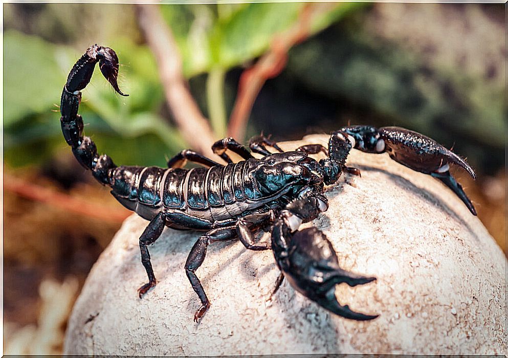 What do scorpions eat and how do they hunt?