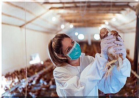 a vet visits a battery hen