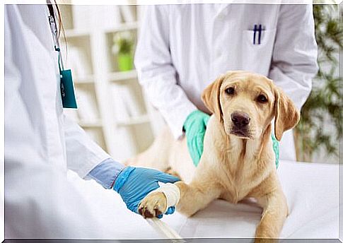 two vets with a labrador