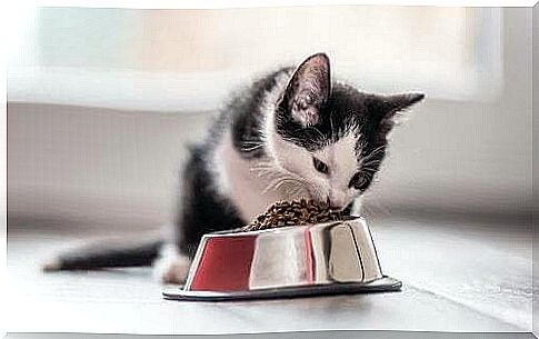 What is the correct diet for cats?