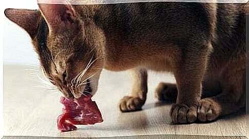 Cat eating meat