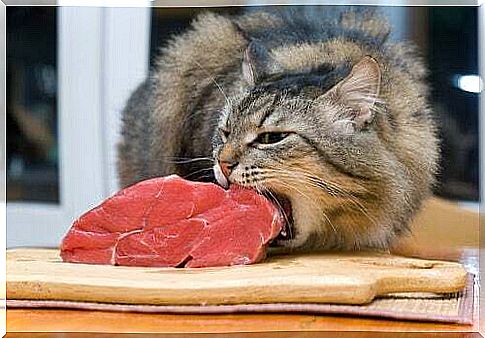 Proper diet for your cat