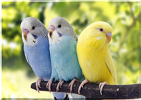 three colorful parrots