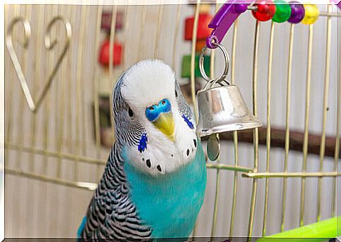 a budgie in its cage