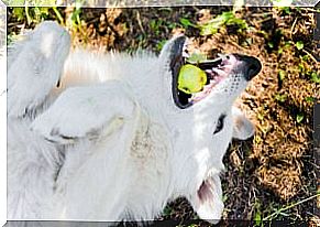 Risk of asphyxiation in dogs: dog playing with an apple.