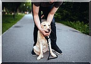 Dog on a leash.