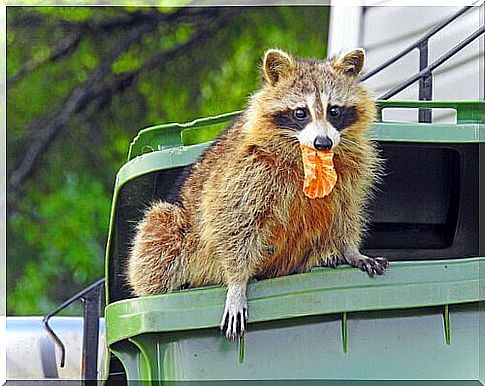 Raccoon comes out of the garbage can