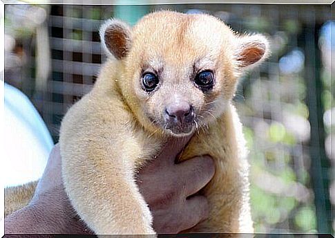 Specimen of kinkajou held in the arms