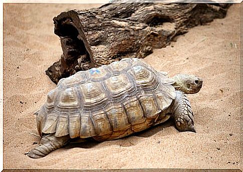 Turtle walks on the sand