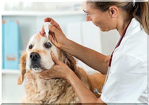 Veterinarian puts eye drops on dog