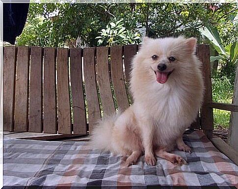 Dog sitting in the shade