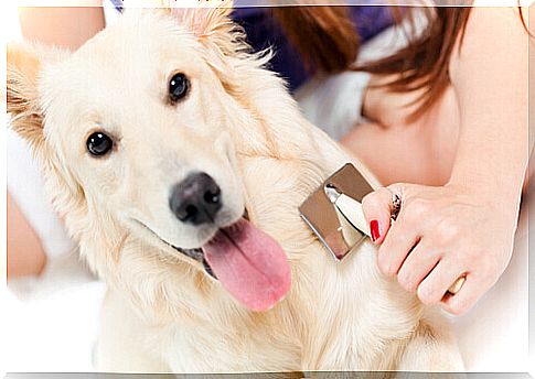 What to do if your dog has a hair loss?