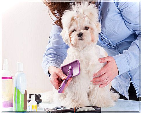 white dog being brushed 