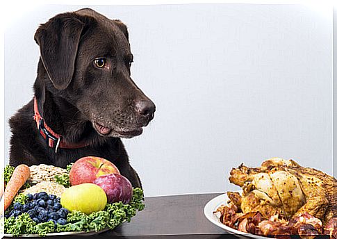 dog looking at food at the table 