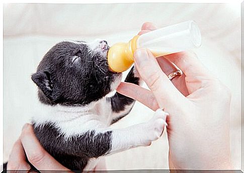 When should a puppy be given a bottle?