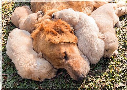 a mother with her cubs lying on the grass