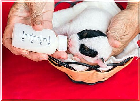 Master gives a bottle to a puppy dog ​​in the kennel