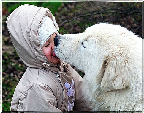 dog-licks-the-face-of-a-child