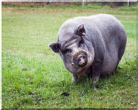 Gray Vietnamese piglet on the pasture