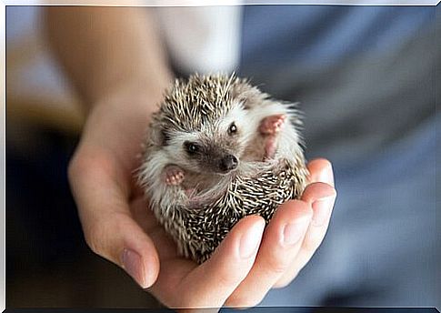 Hedgehog closed in a ball in the hand of a boy