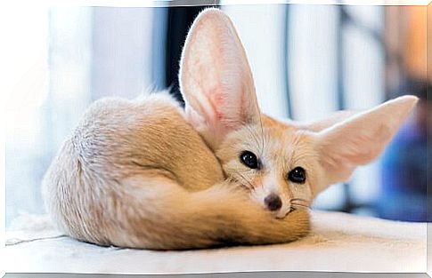 Fennec puppy lying on a table