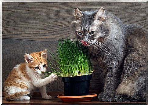 Why do cats eat grass?