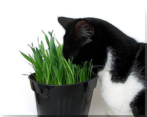 cat-with-head-in-a-vase-grass