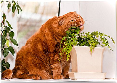 cat-eating-grass