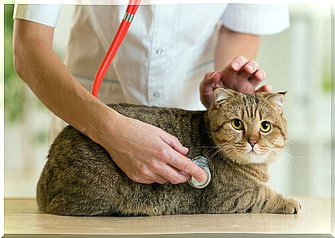 veterinarian-cat