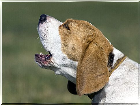 beagle-barking