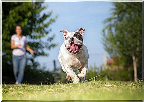 dog-runs-and-girl-chases-him