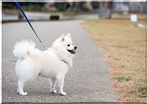 white fox on a leash