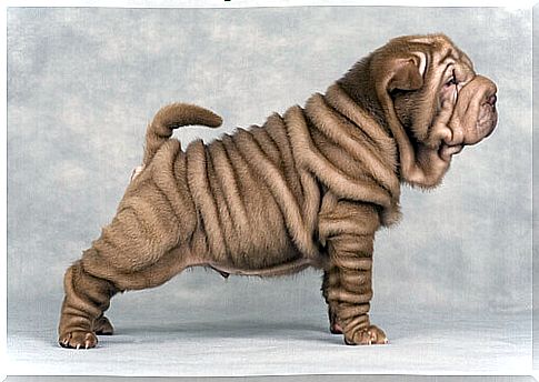 Why do Shar pei have so many wrinkles?