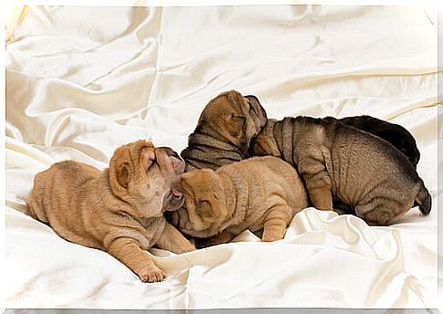 shar pe puppies