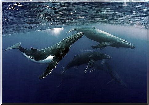 Why do whales congregate?