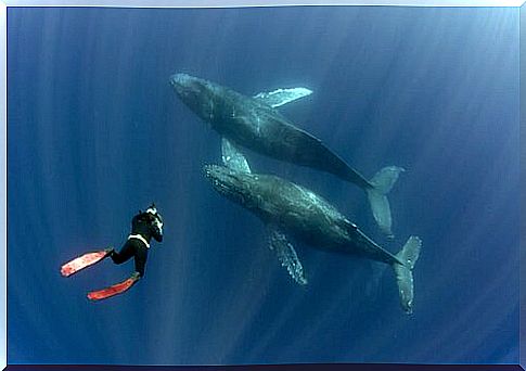 a diver photographs two whales swimming together