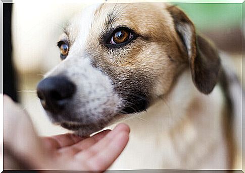 dog muzzle and human hand