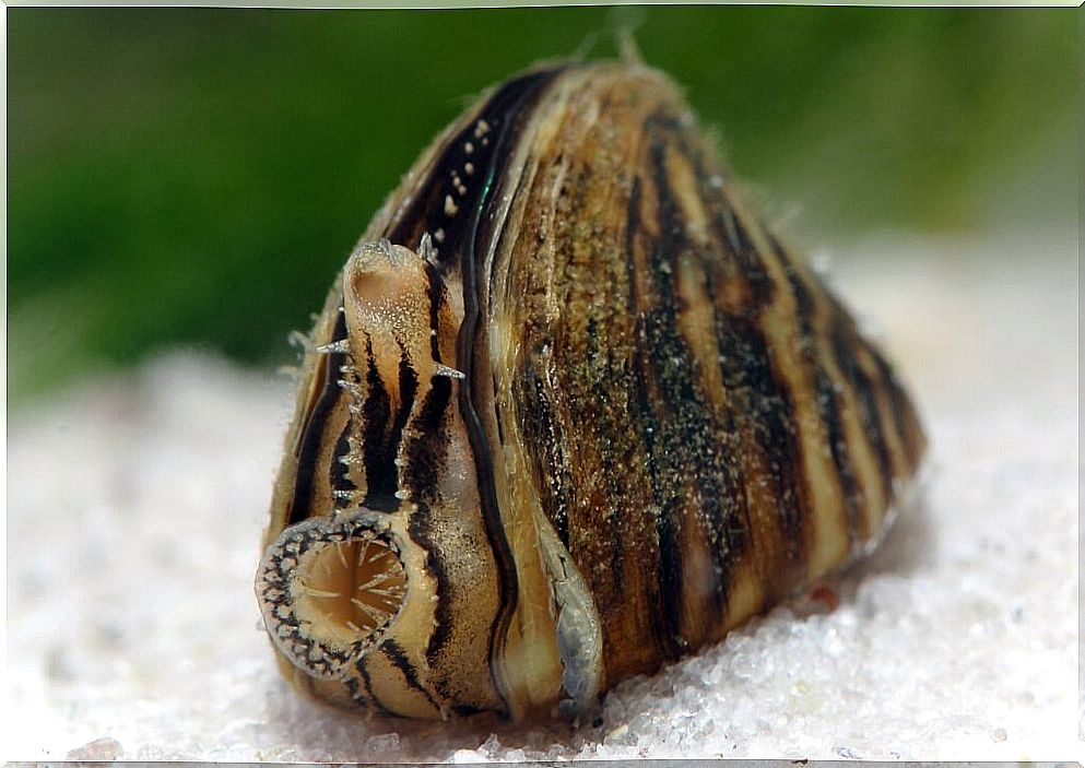 Zebra mussel: characteristics of an invasive species