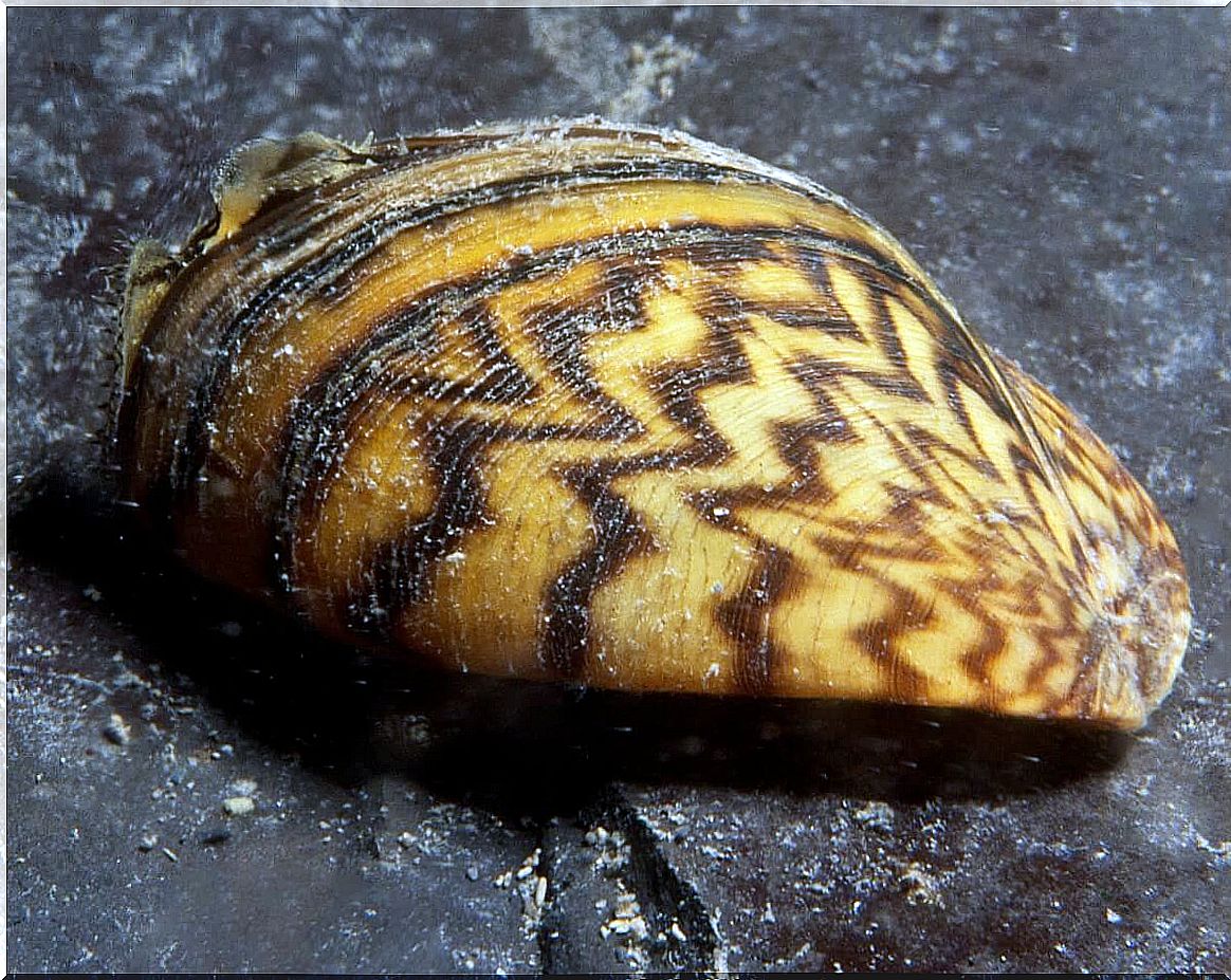 A zebra mussel on a stone.