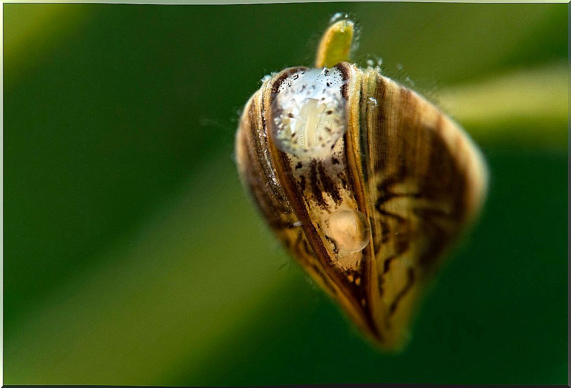 A zebra mussel glued to a leaf.